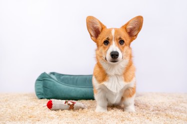 Portrait of funny Welsh corgi Pembroke or cardigan puppy, which obediently sits on the carpet, front view. Pet bed and toy are lying around. Cute dog executes the command.