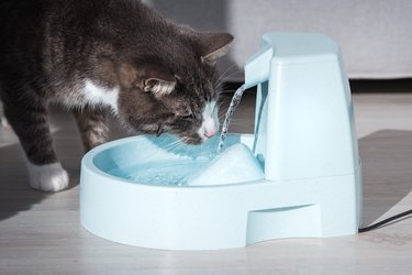 Cute stripped cat drinking from water dispenser or water fountain. Pet thirst. Dehydration in a cat
