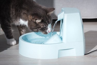 are dog water fountains safe