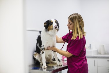 dog medical checkup at veterinary clinic. a vet examines an australian shepherd who sits on an exam table.