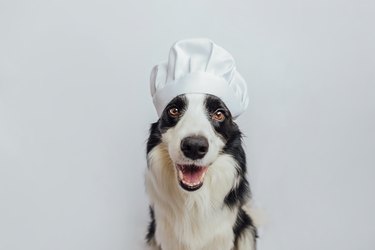 Funny puppy dog border collie in chef cooking hat isolated on white background. Chef dog cooking dinner. Homemade food restaurant menu concept. Cooking process.