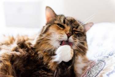 Calico maine coon cat lying on top of bed in bedroom grooming licking paw closeup with whiskers and blurry background