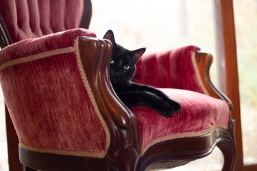 Beautiful black cat sitting on red velvet victorian chair