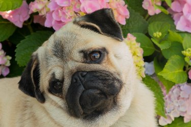 Closeup Portrait Of Pug Puppy With Pink Hydrangeas