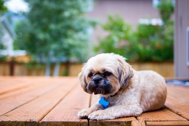 Shih Tzu lying on porch