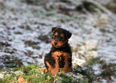 Welsh Terrier gundog hunting dog puppy in the forest in winter