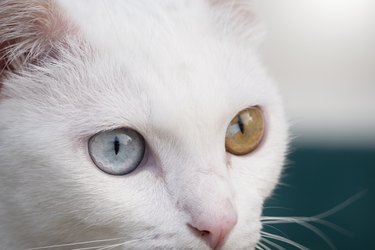 Close-up of a khao manee cat with a light blue eye and a gold eye.