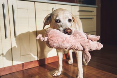 Dog With His Toy At Home Home Kitchen. Cute Labrador Retrieve Carrying Plush Pig.
