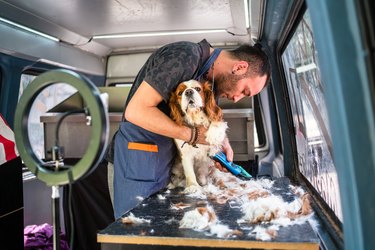 Clipping a dog in a mobile dog grooming van