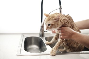 A cat is bathing