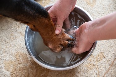 An adult woman's hands wash a large dog's paw in a metal bowl. The front paw of a Rottweiler dog. The bowl of water stands on the carpet. Living room.