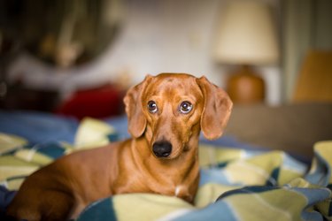 Dog on bed