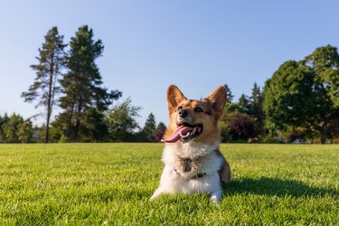 A happy corgi dog is sitting on the grass with her tongue out