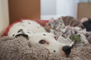 Dalmatian sleeping on a blanket