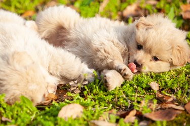 two puppies playing each other