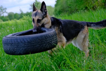 A German shepherd dog plays with a wheel on a green field