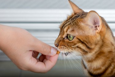 Bengal golden cat eats a treat from hand.