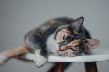 Close up portraits of a cute stray cat with different colors in the studio