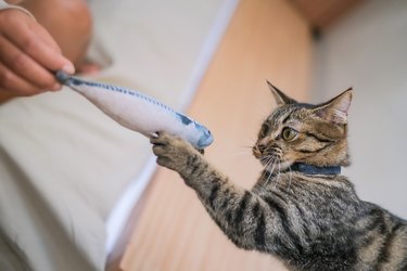 Cute Striped Cat Taking Fish Toy From Owner Hands