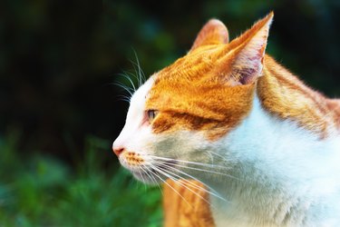 Irritated ginger cat, ears back, looks away