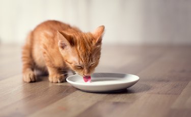 young little kitten eating milk