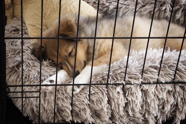 Sheltie puppy sleeping on fluffy and warm bed inside crate