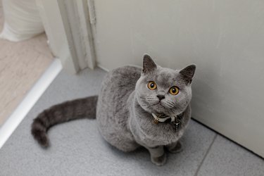 British shorthair cat looking up at the camera.