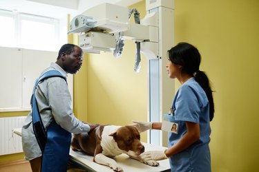 Preparing For X-ray In Vet Clinic