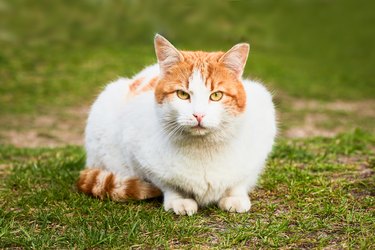 A beautiful stray ginger cat sits in the green grass and looks to the camera. Selective focus