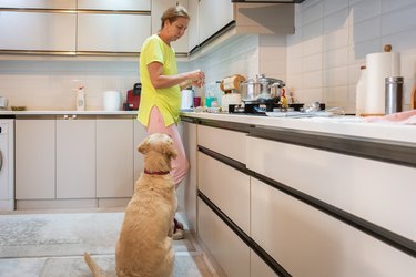 Curious dog receives reward from owner while preparing food