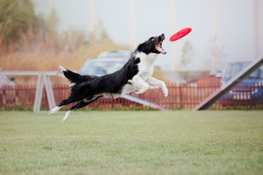 Dog catching flying disk in jump, pet playing outdoors in a park. Sporting event, achievement in sport