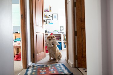 Sitting Labrador Dog carrying a fluffy toy in their mouth, inside a house