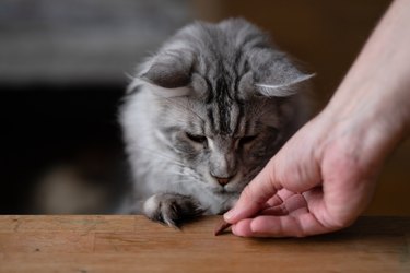 Maine coon cat