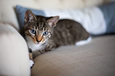 Cute kitten with blue eyes lies on a soft armchair at home