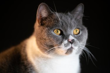 British shorthair cat studio shot