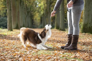 Dog seen from the side, pulling at a toy given as a reward by its owner outdoors in a forest lane during autumn