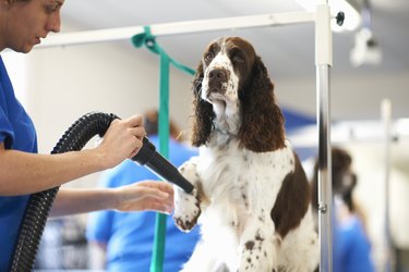 Woman grooming dog in pet salon