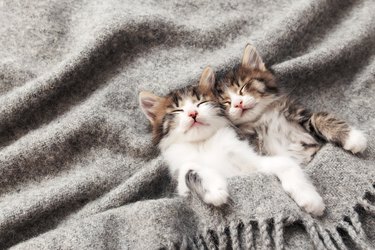 Two Little Kittens Sleep With Their Eyes Closed And Covered With Fluffy Blanket