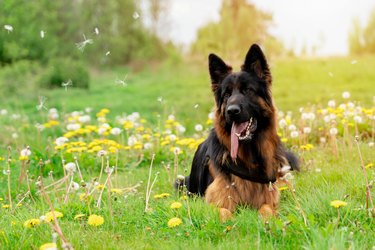 German shepherd dog in  harness out for a walk lying  on the grass in sunny  spring day