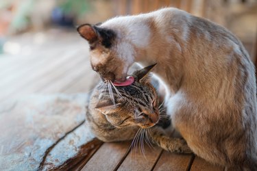 siamese cat licks the head of a gray tabby cat in the garden. close up