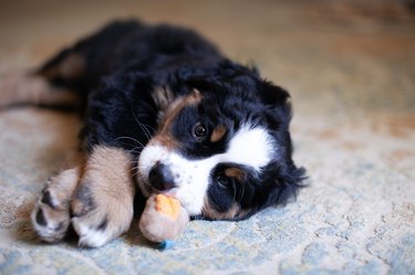 Adorable Bernese mountain dog puppy indoor. Cute and small Bernese puppy. Nice puppy lying on the floor and playing with toy.