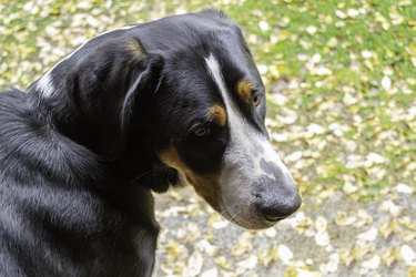 Greater swiss mountain dog or sennenhund. Autumn portrait.