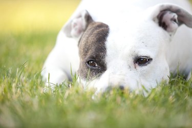 American Pit Bull Terrier Quietly Resting in Grass