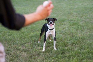 Dog Waiting for the Ball