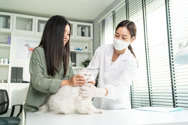 Asian veterinarian examine cat during appointment in veterinary clinic. Professional vet doctor woman sit on table, work and check on animal by stroking and calming kitten with owner in pet hospital.