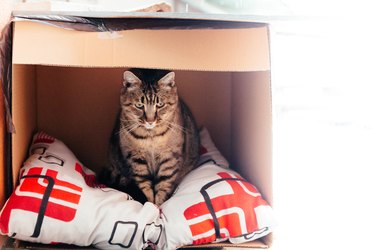 Pet cat sitting in cozy cardboard box house