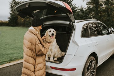 A golden retriever sits in a car boot / trunk, anticipating a journey, his young female owner stands beside him