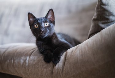 Small black kitten on a brown couch