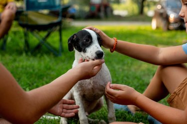 Boys petting dog. Outdoors.