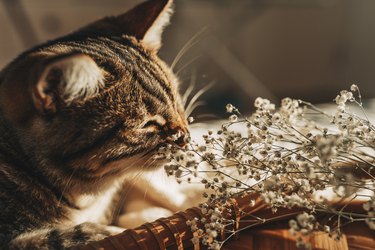 Cat sniffing dried decorative flowers